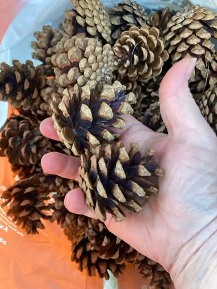 Photo of free Pine cones (CT1) #2