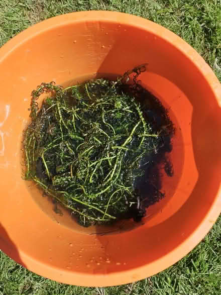Photo of free Pond weed (ME15) #1