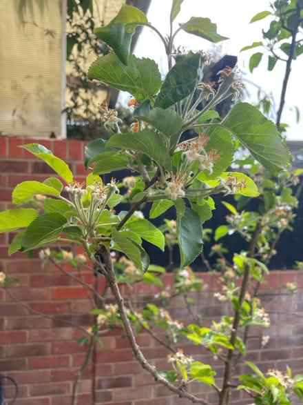 Photo of free Eating red apple trees 3 (Tonbridge) #2