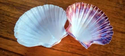 Photo of free Cockle shells (Natland LA9) #2