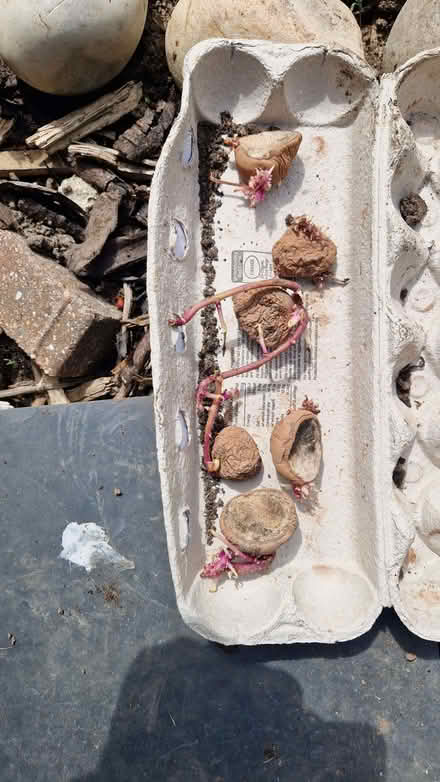 Photo of free Chitted 2nd early new potatoes. (Stone Cross BN23) #1