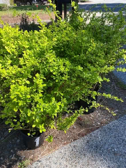 Photo of free Four Golden Burberry bushes (Mill Creek) #1