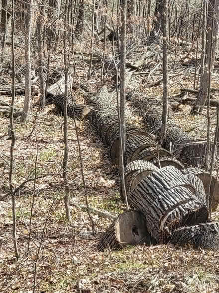Photo of free Firewood (Carleton Place) #1