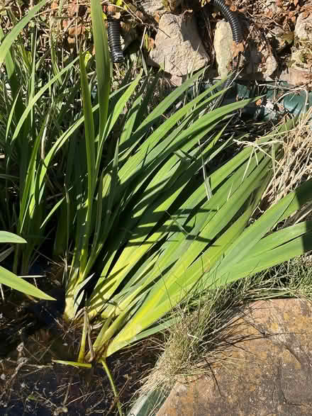 Photo of free Pond Plants (CT10) #2