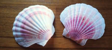 Photo of free Cockle shells (Natland LA9) #1