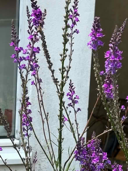 Photo of free garden perennial plants (Hollingdean BN1) #3