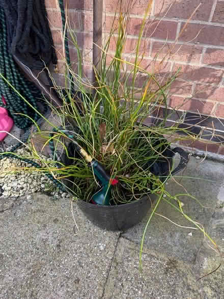 Photo of free Large Pond plant (Swarkestone DE73) #1