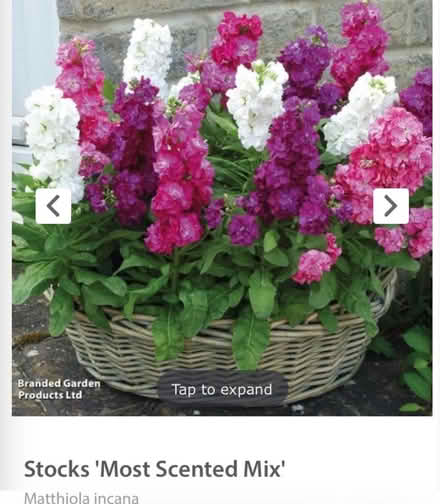 Photo of free 2 x Stocks (plants) (Waddon) #3