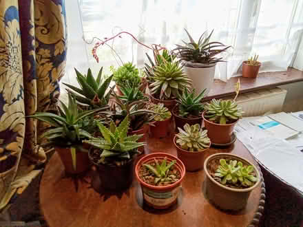Photo of free Houseplants (Plumstead SE18) #1
