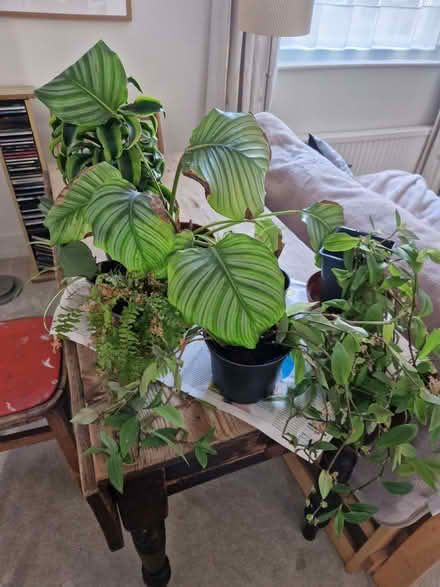 Photo of free Assorted houseplants (Eastbourne BN21) #1