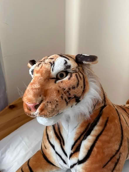 Photo of free Tiger looking for tea? (Bromham) #1