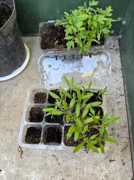 Photo of free Tomato Seedlings Cherry Moneymaker (Hillingdon UB10) #1