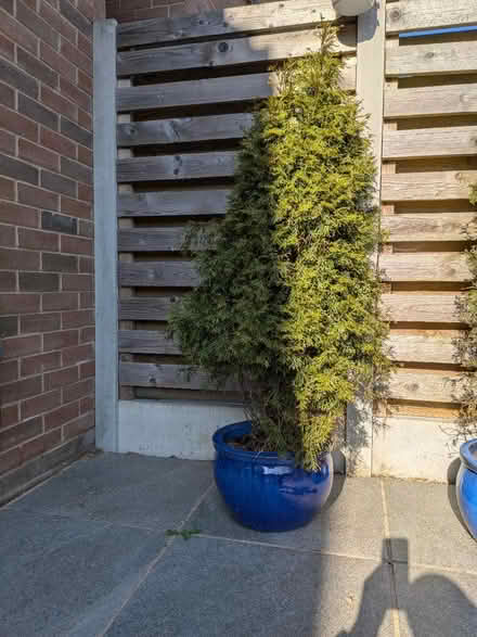Photo of free 2 conifer trees (not the pots) (Walkley S6) #2