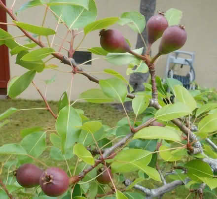 Photo of Posts or old 2X4 or 4X4 (Richmond) #2
