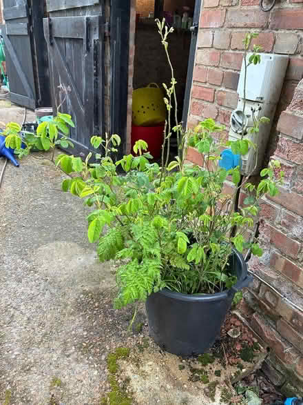 Photo of free Rose plant (Burnham on Crouch CM0) #1