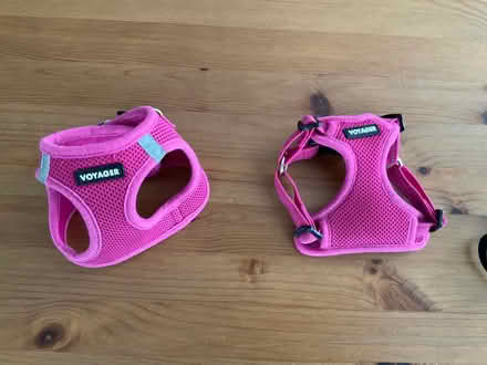Photo of free XS dog harness, collar, leash (Alameda) #1