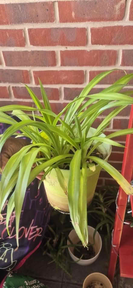 Photo of free Spider and Aloe Vera plants (Wood Green, N22) #2
