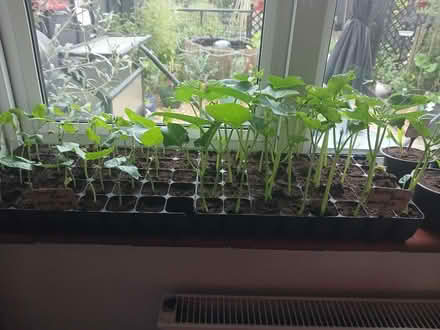 Photo of Pots seed trays compost (PO33) #1