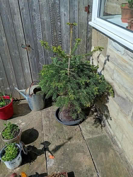 Photo of free Small Christmas tree (Barnoldswick BB18) #1