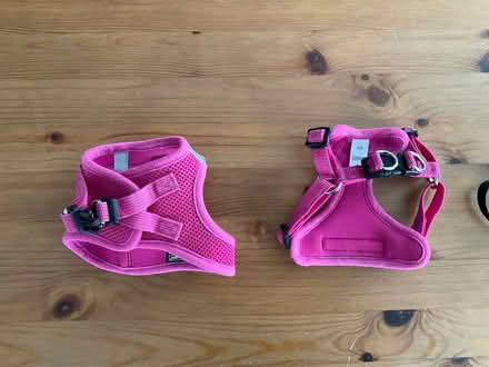 Photo of free XS dog harness, collar, leash (Alameda) #2
