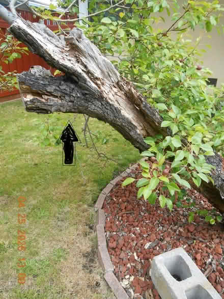 Photo of Posts or old 2X4 or 4X4 (Richmond) #4