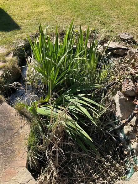 Photo of free Pond Plants (CT10) #1