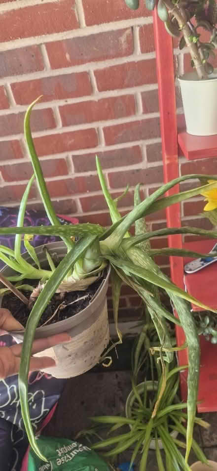 Photo of free Spider and Aloe Vera plants (Wood Green, N22) #4