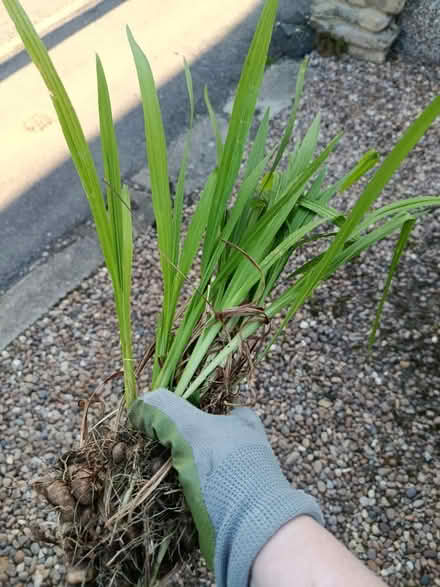 Photo of free Crocosmia/monbretia corms (Walkley, S6) #2