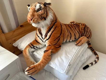 Photo of free Tiger looking for tea? (Bromham) #2