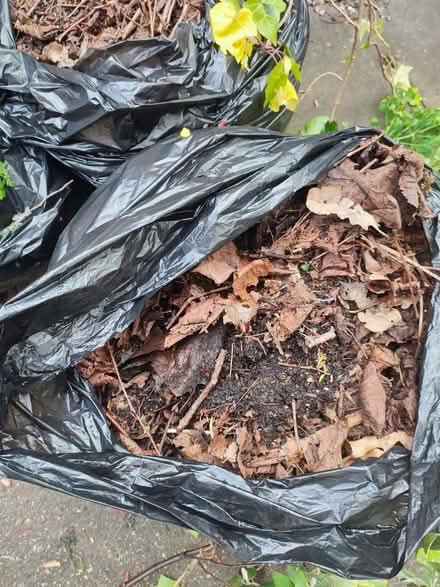 Photo of free Leaf mould/ mulch/ leaves (Chad Valley B16) #2