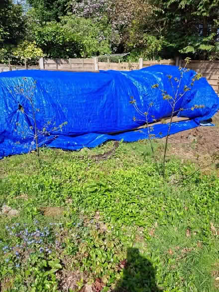 Photo of free Oak saplings (Wilmslow) #3