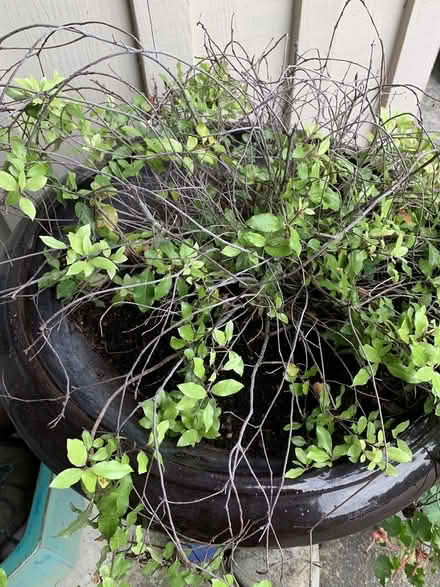 Photo of free Ball Pittosporum plant and bulbs (San Anselmo near Andronico’s) #2