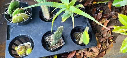 Photo of free cactus and succulents (San Jose) #2