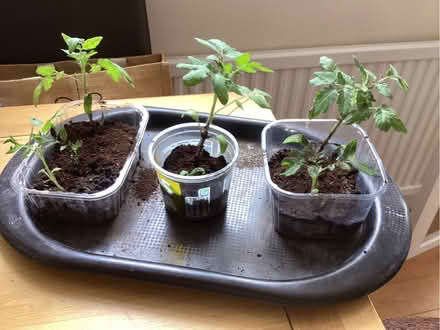 Photo of free Tomato Plants (Charminster BH8) #1