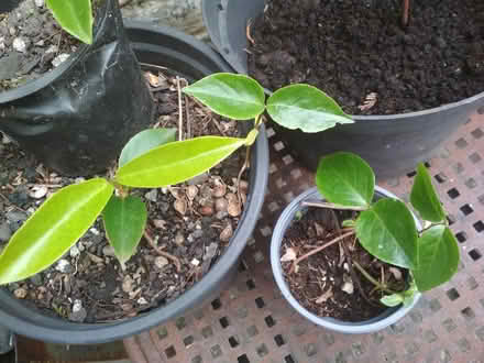 Photo of free Saplings (Dublin central) #1