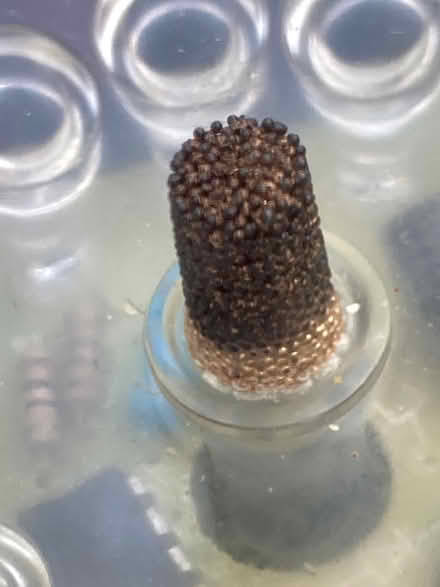 Photo of free Colour-Change Bubble Lamp with Fish (Hendon, London NW4) #3