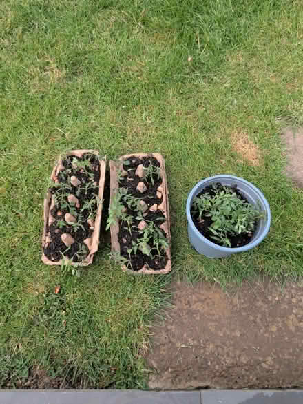 Photo of free Tomato Seedlings 🍅 (Stonehouse) #1