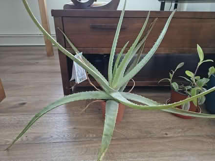 Photo of free Assortment of houseplants (Acton W3) #2