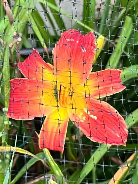 Photo of free Hybrid Day Lilies (Chadds Ford/Garnet Valley) #1