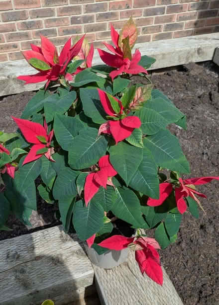 Photo of free Poinsettia (Aldwick PO21) #1