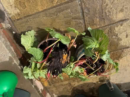 Photo of free Rhubarb Plants (Upper Radley OX14) #1
