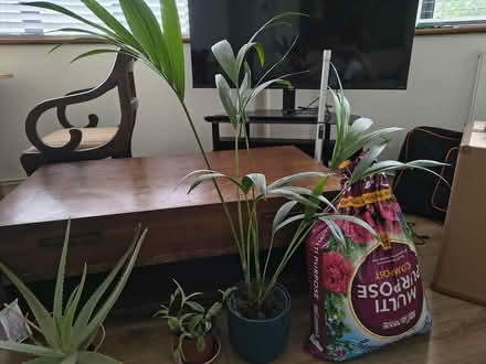 Photo of free Assortment of houseplants (Acton W3) #4