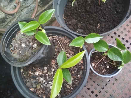 Photo of free Saplings (Dublin central) #2