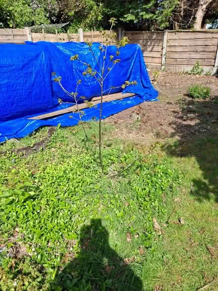 Photo of free Oak saplings (Wilmslow) #1