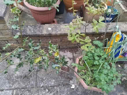 Photo of free 1 Holly + 2 Oak tree saplings (Bowerham LA1) #1