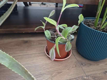 Photo of free Assortment of houseplants (Acton W3) #3