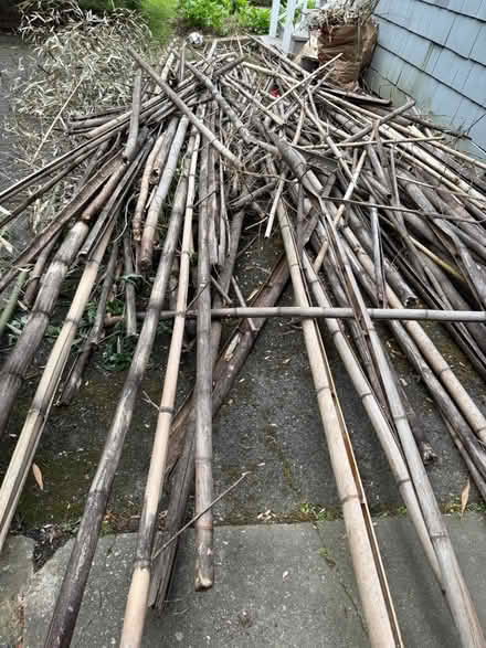 Photo of free Bamboo (Chevy Chase) #1