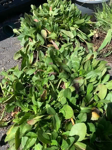 Photo of free Daisy (St. Clair & Victoria Park) #1