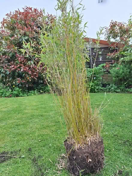 Photo of free bamboo (Penwortham Lane PR1) #1