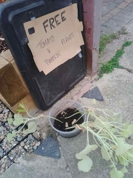Photo of free Pumpkin plants (DA8 Erith) #1